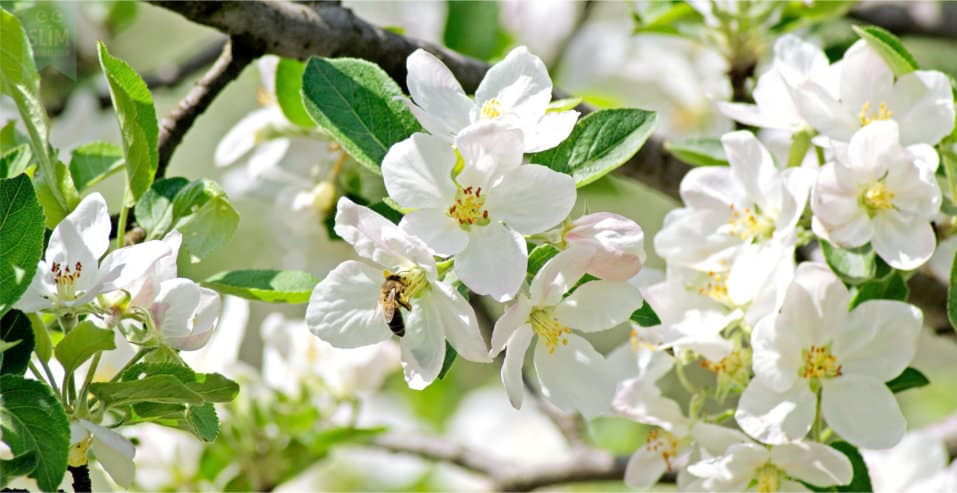 tuinkalender april