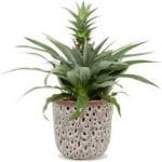 makkelijke kamerplanten