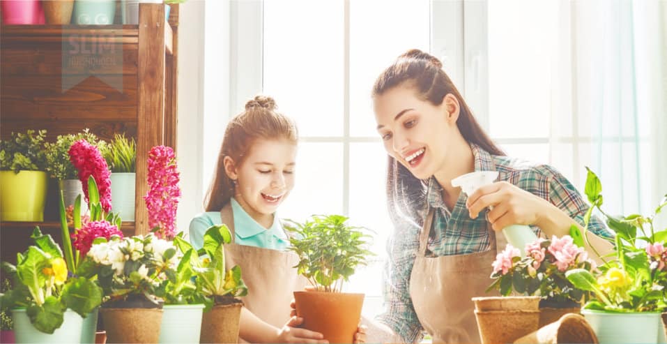 makkelijke kamerplanten