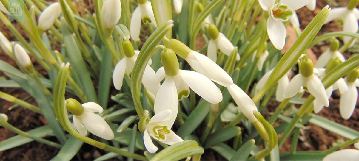 Tuinkalender februari