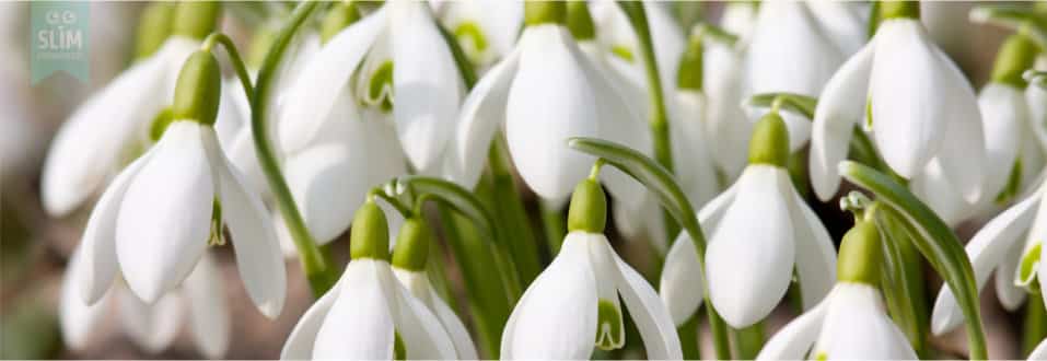 tuinkalender februari