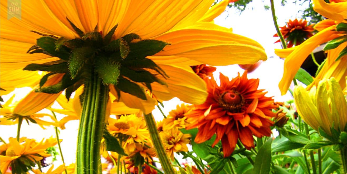 Tuinkalender september