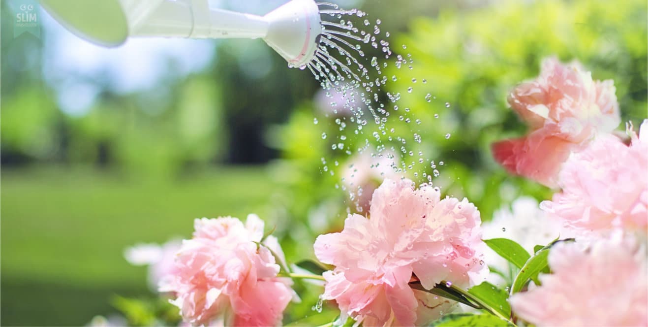 Tuinkalender juni pioenrozen water geven