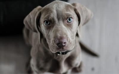 Een nieuwe hond? Met deze tips kun je je nieuwe viervoeter zonder zorgen verwelkomen