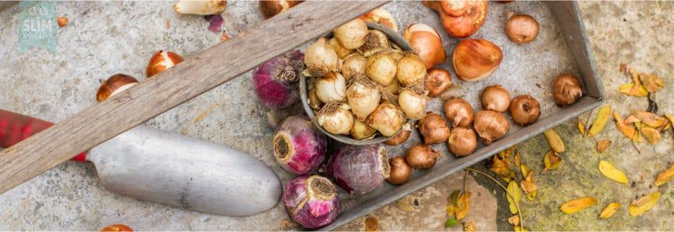 Tuinkalender november - bollen poten