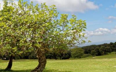 De vijgenboom – Een smakelijke aanwinst voor je tuin