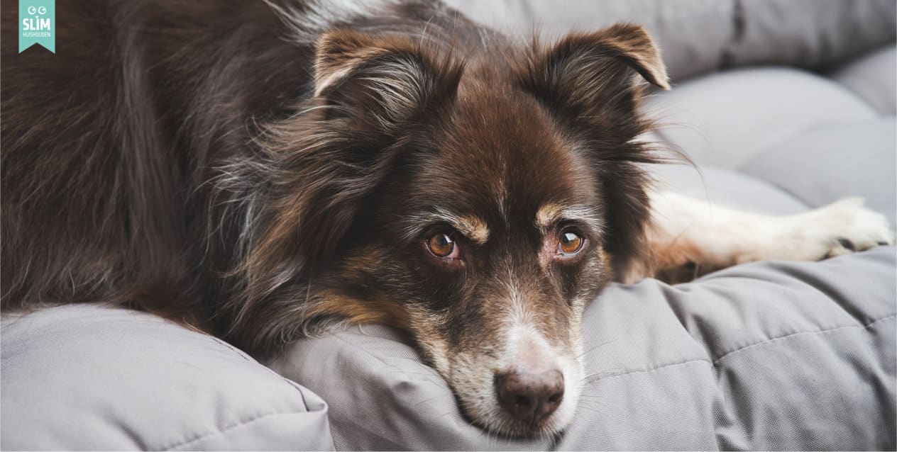 Hond ligt op grijze bank 2024 Pixabay australian-shepherd-6556697_1920 Nare geurtjes in huis