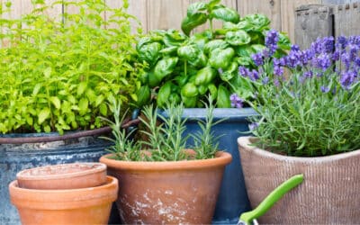 Planten tegen muggen