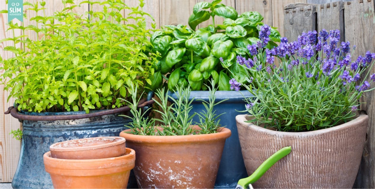Blog Planten tegen muggen 2025 shutterstock_674563021 Planten tegen muggen