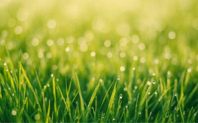 Slim wonen – Slimme routines voor huis en tuin