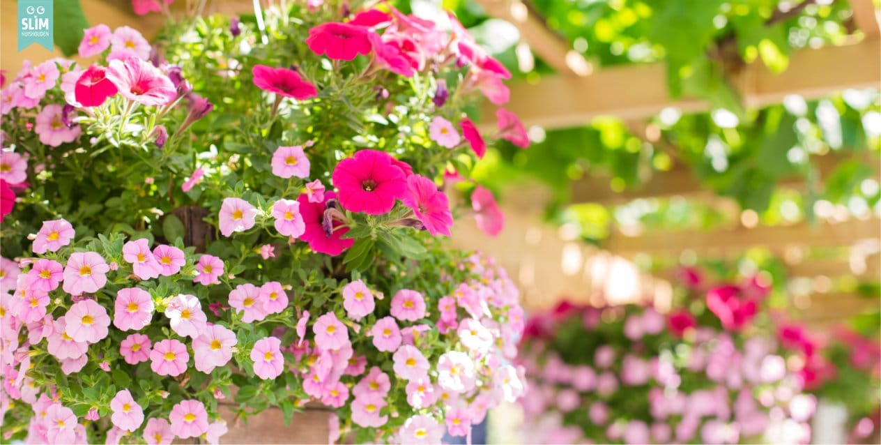 Hangmand met roze petunia’s en lichtroze bloemen onder een houten pergola in een zonnige tuin